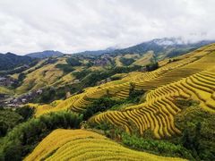 -金顺昌桂林桂花伴手礼(正阳一店)