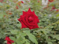 -绿茶餐厅(燕郊永旺店)