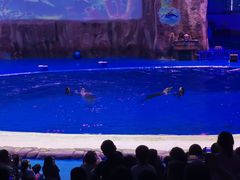 -华夏文旅海洋公园