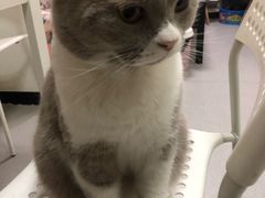 -我爱猫咪·猫咖·狗咖·安哥拉兔·羊驼咖(小寨华旗店)