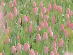 -长春公园(普阳街道)