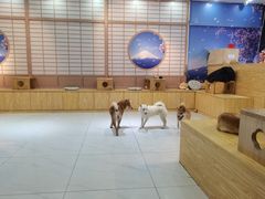 -柴源莊·柴小宠柴犬咖啡