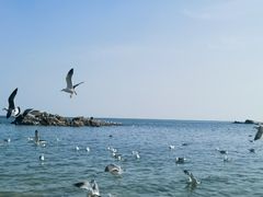 -海合安青岛极地海洋公园