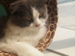 -飞行喵MR PILOT|猫舍·猫咖(静安大融城店)