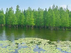 -白鹭湾湿地公园