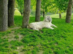 -北京野生动物园