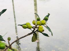 -乌村