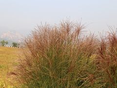 -紫云台香草园