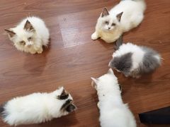 -楼上猫咖(罗湖店)