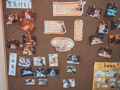 -滚猫咖啡·猫咖·猫友好撸猫(未来城店)