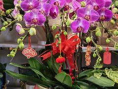 -平吉花卉市场