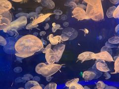 -海合安青岛极地海洋公园