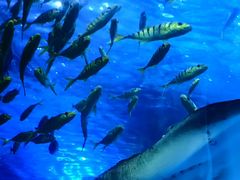 -太平洋海底世界