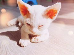 -十年猫舍·猫咪专门店(普陀店)
