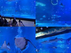 -烟台海昌鲸鲨海洋公园