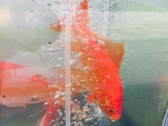 -重元寺香积厨素斋馆