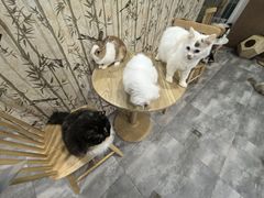 -楼上猫咖(罗湖店)