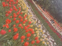-洛阳郁金香牡丹园