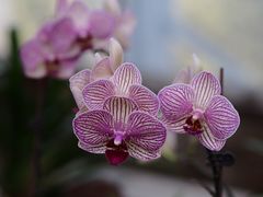 -北京植物园-展览温室
