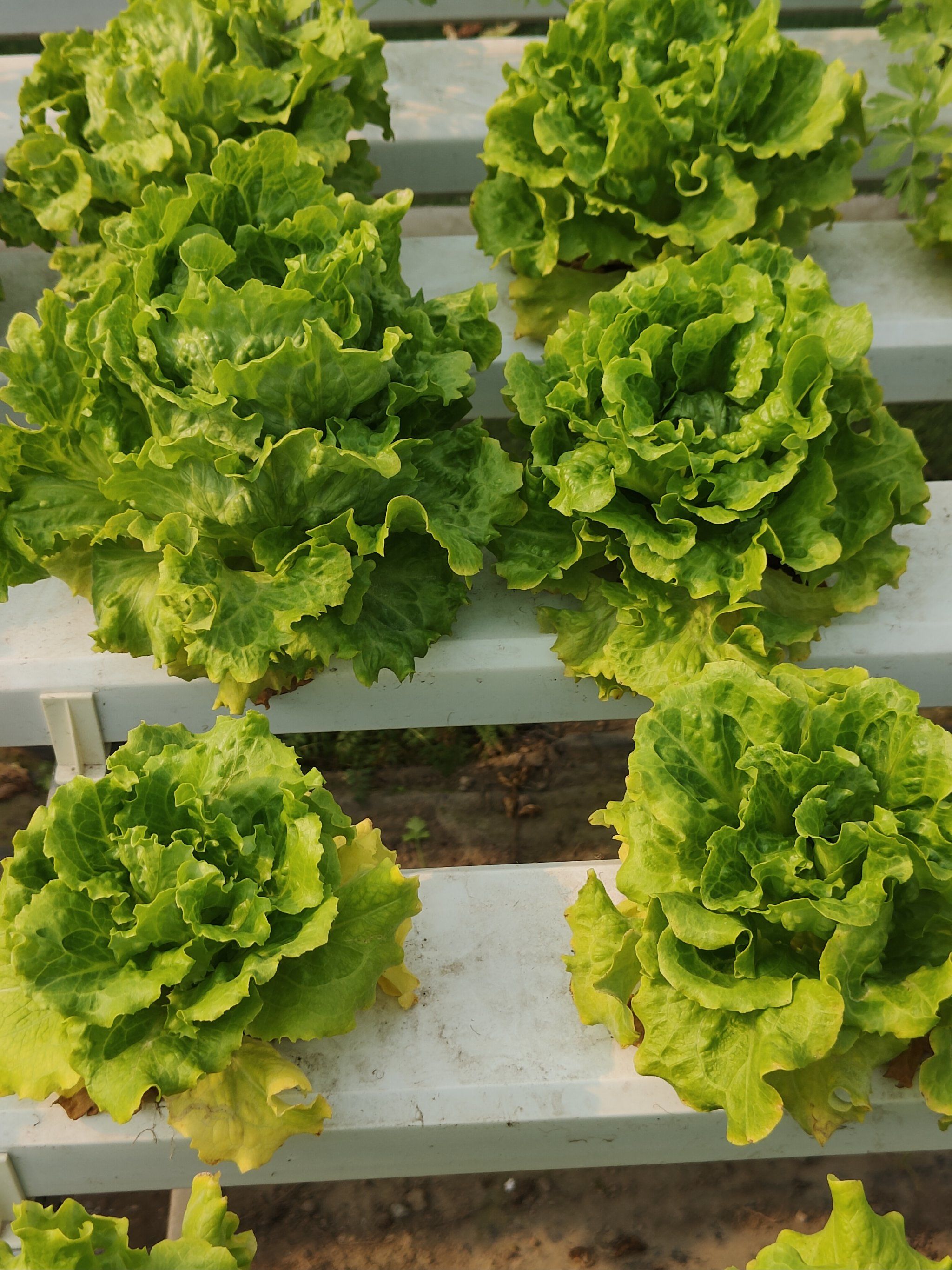 去了小动物农场,竟然还有无土栽培棚,里面的植物都涨势喜人,还特别