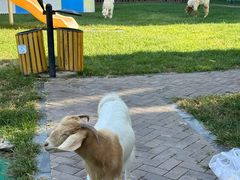 -廊坊固安福朋喜来登酒店