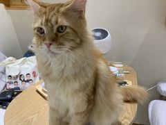 -藏猫猫咖啡主题馆(中央大道店)