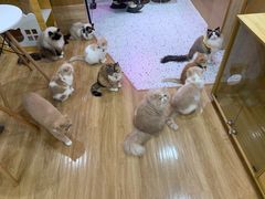 -滚猫咖啡·猫咖·猫友好撸猫(未来城店)