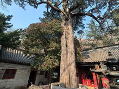 -青岛崂山太清宫