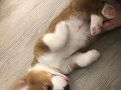 -浣熊柯尔鸭土拨鼠·电玩咖
