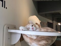 -Heymao猫咖.咖啡厅(东门店)