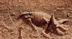 -恐龙探索乐园(磁器口店)