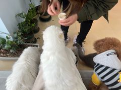 -喵宠乐园·撸猫互动·猫舍