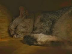 -喵园·猫主题咖啡厅·撸猫·猫咖(国贸店)