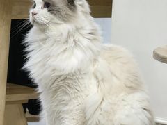 -楼上猫咖(罗湖店)