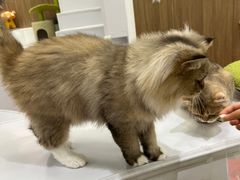 -COLOR PETS 撸猫馆·购猫·猫咖(长风大悦城店)