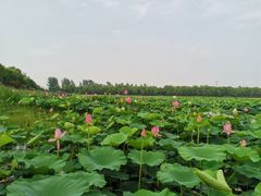 -焦岗湖旅游度假区