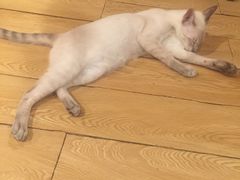 -Cappucimeow猫咪咖啡馆(韦伯时代店)
