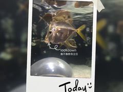 -瑞普利水族馆
