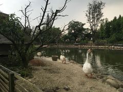 -田园东方蜜桃村的田野营地
