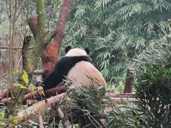 景点-成都大熊猫繁育研究基地