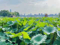 -济南大明湖景区