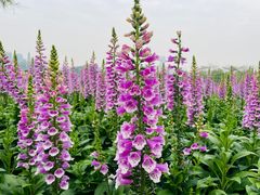 -顺峰山公园