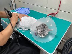 -北京观赏动物医院·24小时大型综合·猫专科·异宠专科