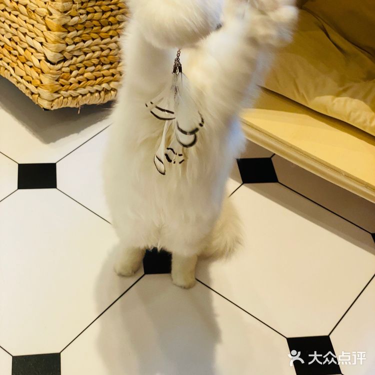 上海撸猫|这家猫咖也太解压了