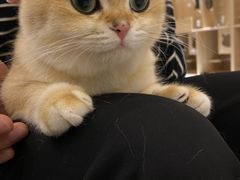 -猫域·湾主题猫咖·宠物吧(南坪城市广场店)