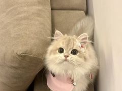 -猫十亿·布偶金渐层·曼基康矮脚猫舍(青年路店)