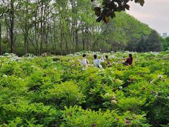 -洛阳市隋唐城遗址植物园