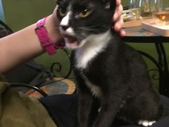 -猫猫幼稚园·撸猫·桌游·电玩