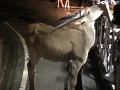 -清迈夜间动物园