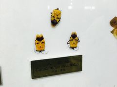 -上海昆虫博物馆